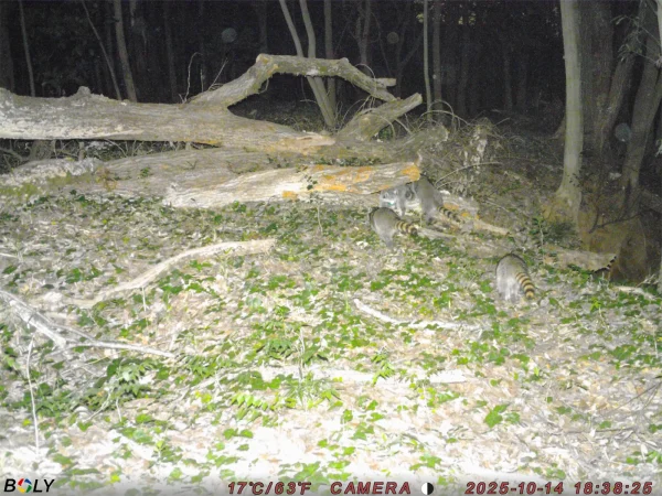 画像：ストロボフラッシュによるカラー静止画撮影（アライグマ）