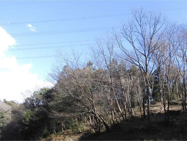 写真：Chorusの設置環境（関東平野の里山林）