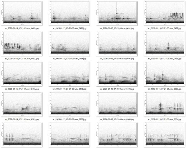 図：スペクトログラム変換後のフォルダの中身（一部分のみ表示）