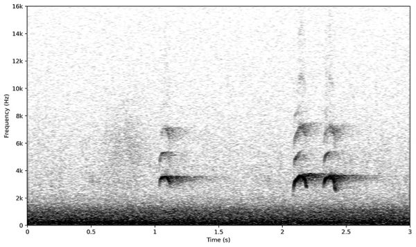 図：ヒヨドリ②