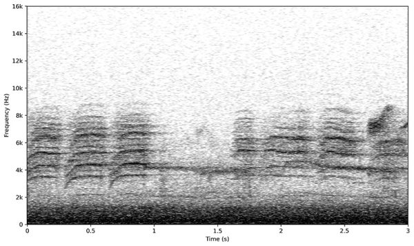 図：ヤマガラ①