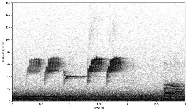 図：ヤマガラ②