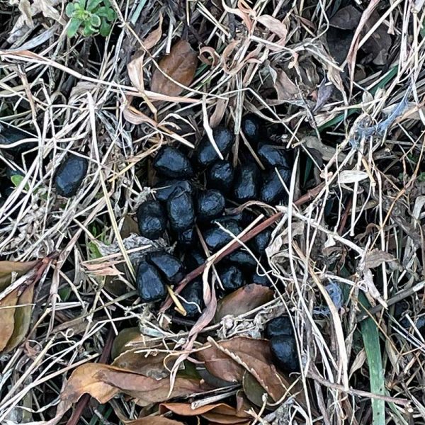 シカの痕跡（フン）②