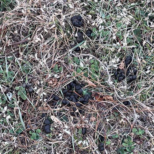 シカの痕跡（フン）①