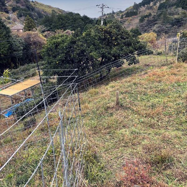 電気柵増設後の様子（傾斜があり、外周も複雑な現地）
