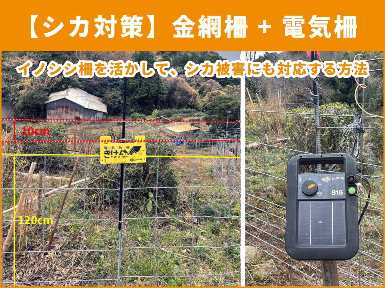 シカ被害対策の実例｜イノシシ用1.2m金網柵に電気柵を追加して侵入を防ぐ方法