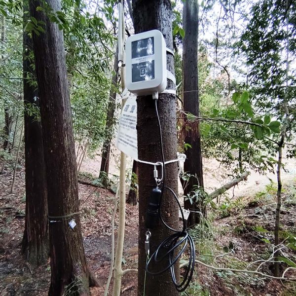 箱わな付くの樹木へ端末を固定