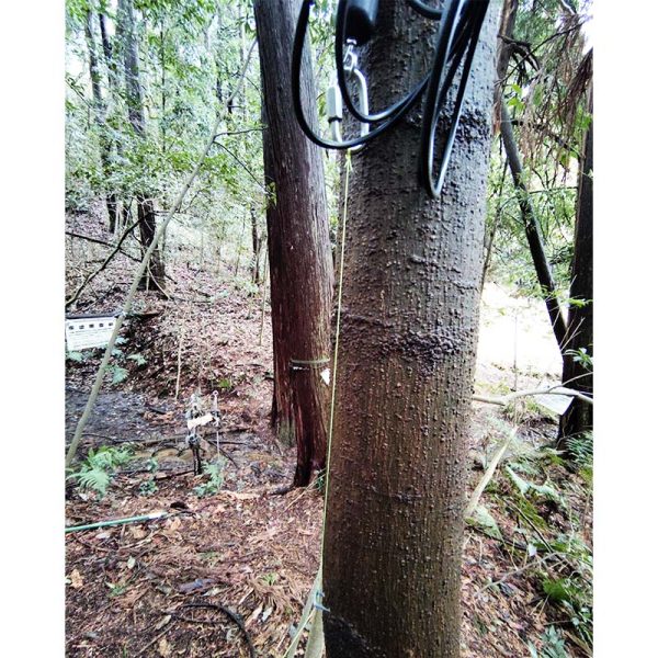 センサーからテグスを樹木に沿って這わせ、打ち込んだステープル（コの字型の釘）に通す