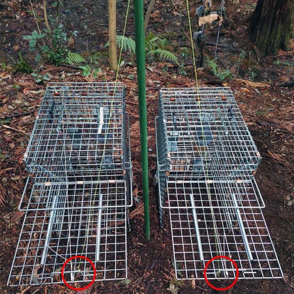 2本のテグスをそれぞれの箱わなの扉先端部に結び付ける