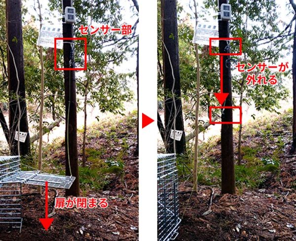 樹木へ固定する場合の動作イメージ