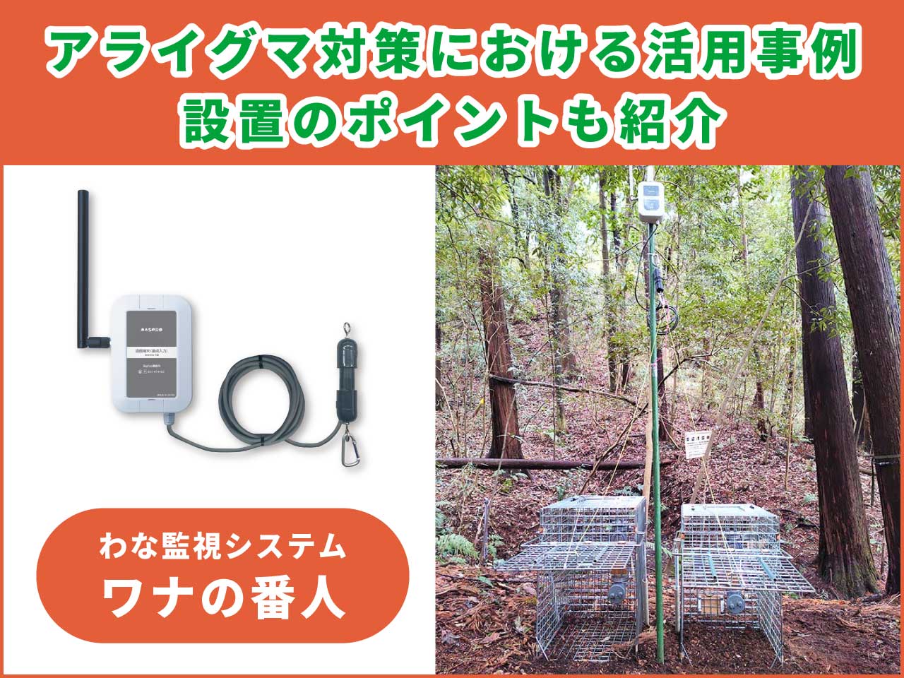 【活用事例】大型獣用わな監視システム「ワナの番人」をアライグマ・中型獣対策に