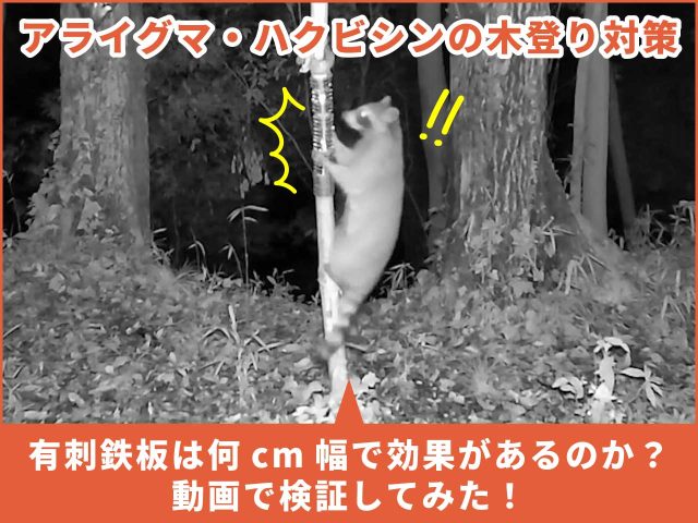【検証動画】アライグマ・ハクビシンの木登り対策｜有刺鉄板は何cm幅で効果があるのか？
