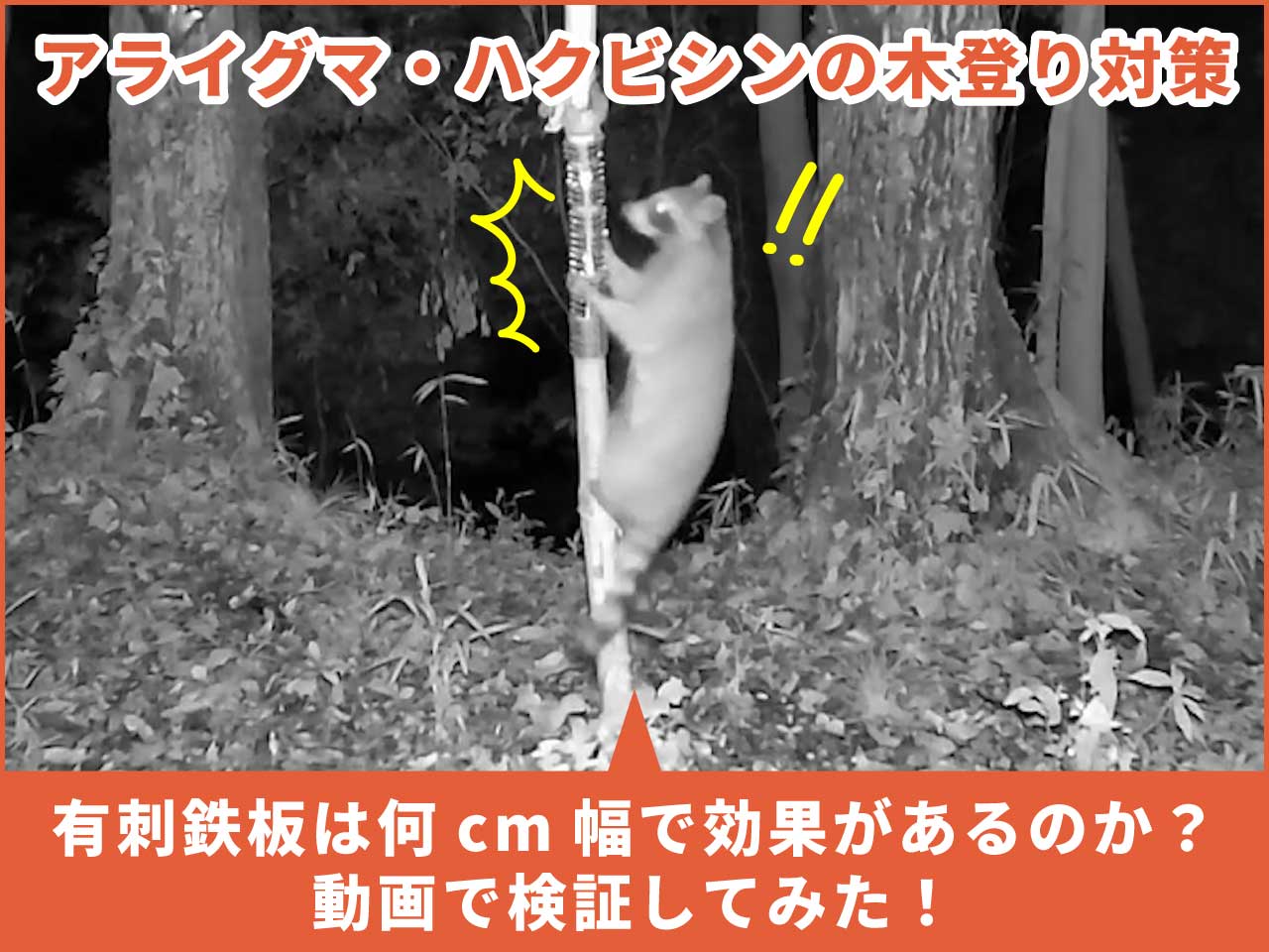 【検証動画】アライグマ・ハクビシンの木登り対策|有刺鉄板は何cm幅で効果があるのか?