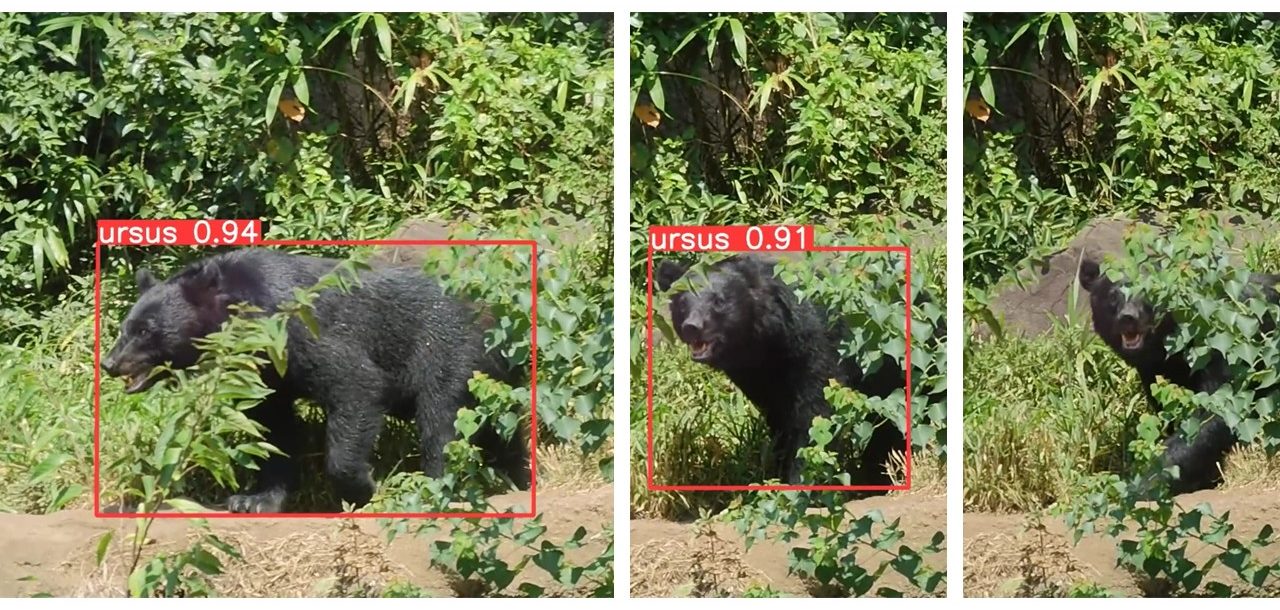 FieldViex】ツキノワグマの出没を監視する！AI識別の検知精度と現場