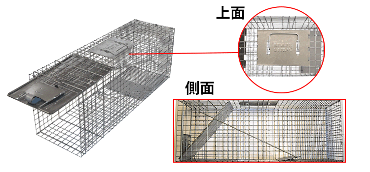 アライグマ駆除にはアニマルトラップMODEL1079がオススメ