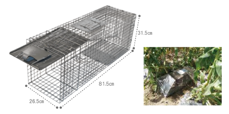 アライグマ駆除にはアニマルトラップMODEL1079がオススメ