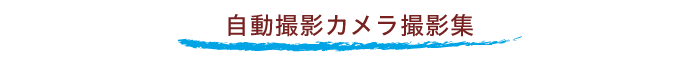 自動撮影カメラ撮影集_タイトル