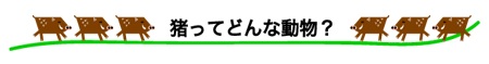 猪ってどんな動物？ページへ ジャンプします