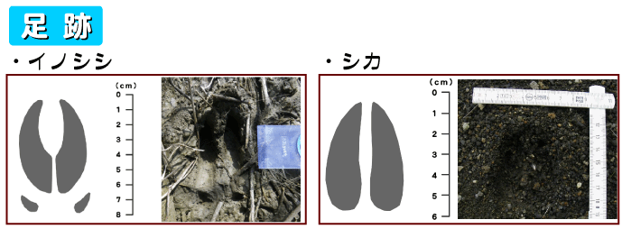 痕跡_足跡猪