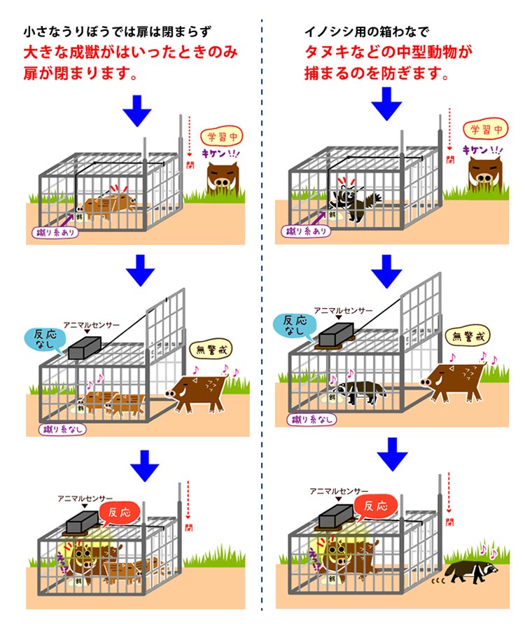 狙ったサイズの獣を捕獲する獣サイズ判別センサー式自動捕獲システム アニマルセンサーLITE（ライト） AMSL-100 狙ったサイズの獣を捕獲！