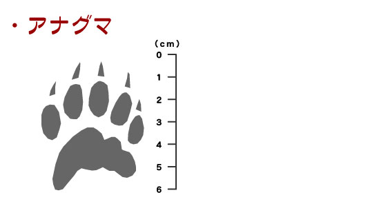 痕跡_アナグマ