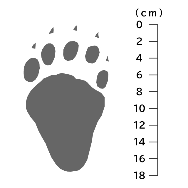 獣の痕跡一覧 フンや足跡などを図や写真で分かりやすく解説 鳥獣被害対策ドットコム