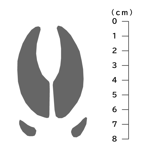 獣の痕跡一覧 フンや足跡などを図や写真で分かりやすく解説 鳥獣被害対策ドットコム
