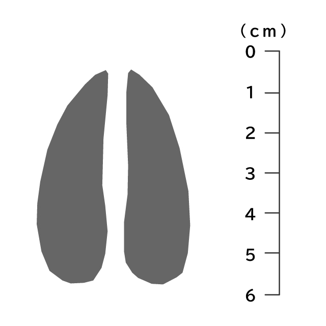 獣の痕跡一覧 フンや足跡などを図や写真で分かりやすく解説 鳥獣被害対策ドットコム
