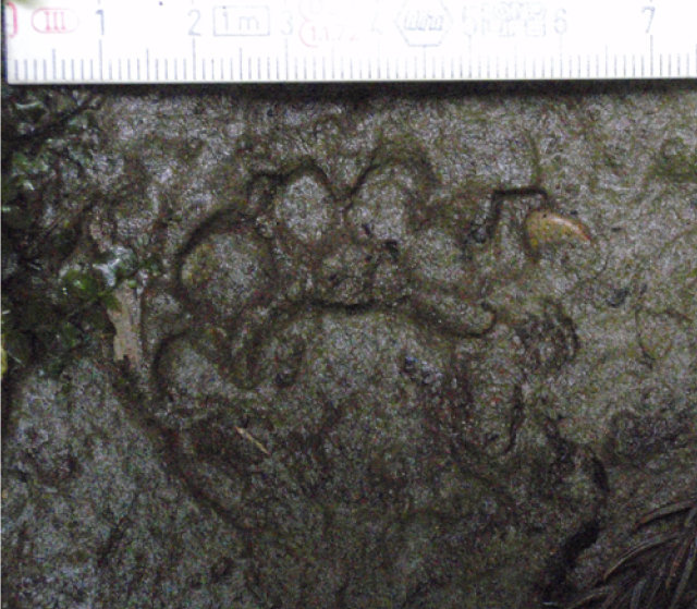 獣の痕跡一覧】フンや足跡などを図や写真で分かりやすく解説  鳥獣 