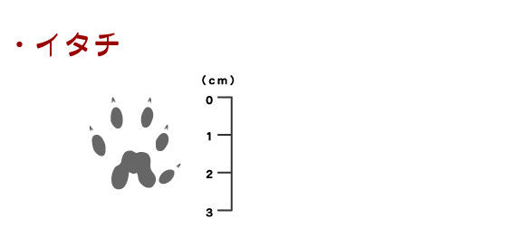 痕跡_イタチ