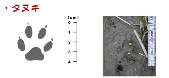 痕跡_タヌキ