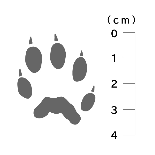 獣の痕跡一覧 フンや足跡などを図や写真で分かりやすく解説 鳥獣被害対策ドットコム