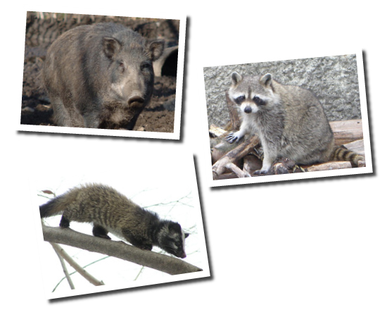動物被害を防ぐための4つのステップとは
