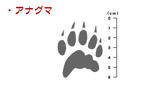 獣の痕跡一覧 フンや足跡などを図や写真で分かりやすく解説 鳥獣被害対策ドットコム