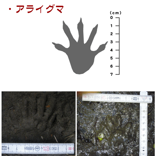 獣の痕跡一覧 フンや足跡などを図や写真で分かりやすく解説 鳥獣被害対策ドットコム