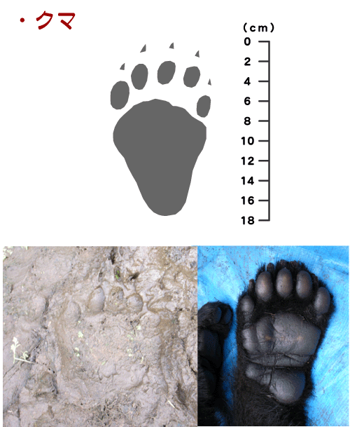 獣の痕跡一覧 フンや足跡などを図や写真で分かりやすく解説 鳥獣被害対策ドットコム