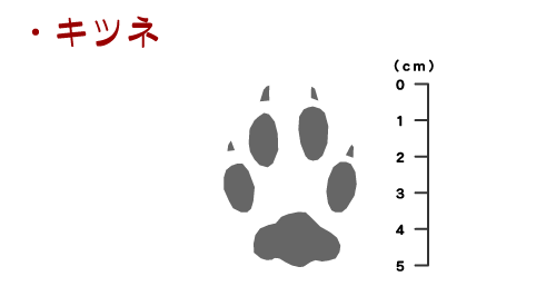 獣の痕跡一覧 フンや足跡などを図や写真で分かりやすく解説 鳥獣