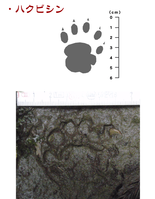 獣の痕跡一覧 フンや足跡などを図や写真で分かりやすく解説 鳥獣被害対策ドットコム