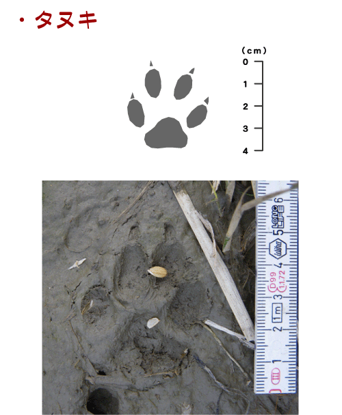 獣の痕跡一覧 フンや足跡などを図や写真で分かりやすく解説 鳥獣被害対策ドットコム