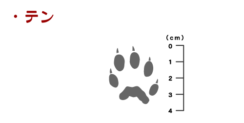 獣の痕跡一覧 フンや足跡などを図や写真で分かりやすく解説 鳥獣