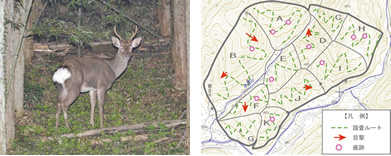 ニホンジカ 区画法、糞粒法個体数調査
